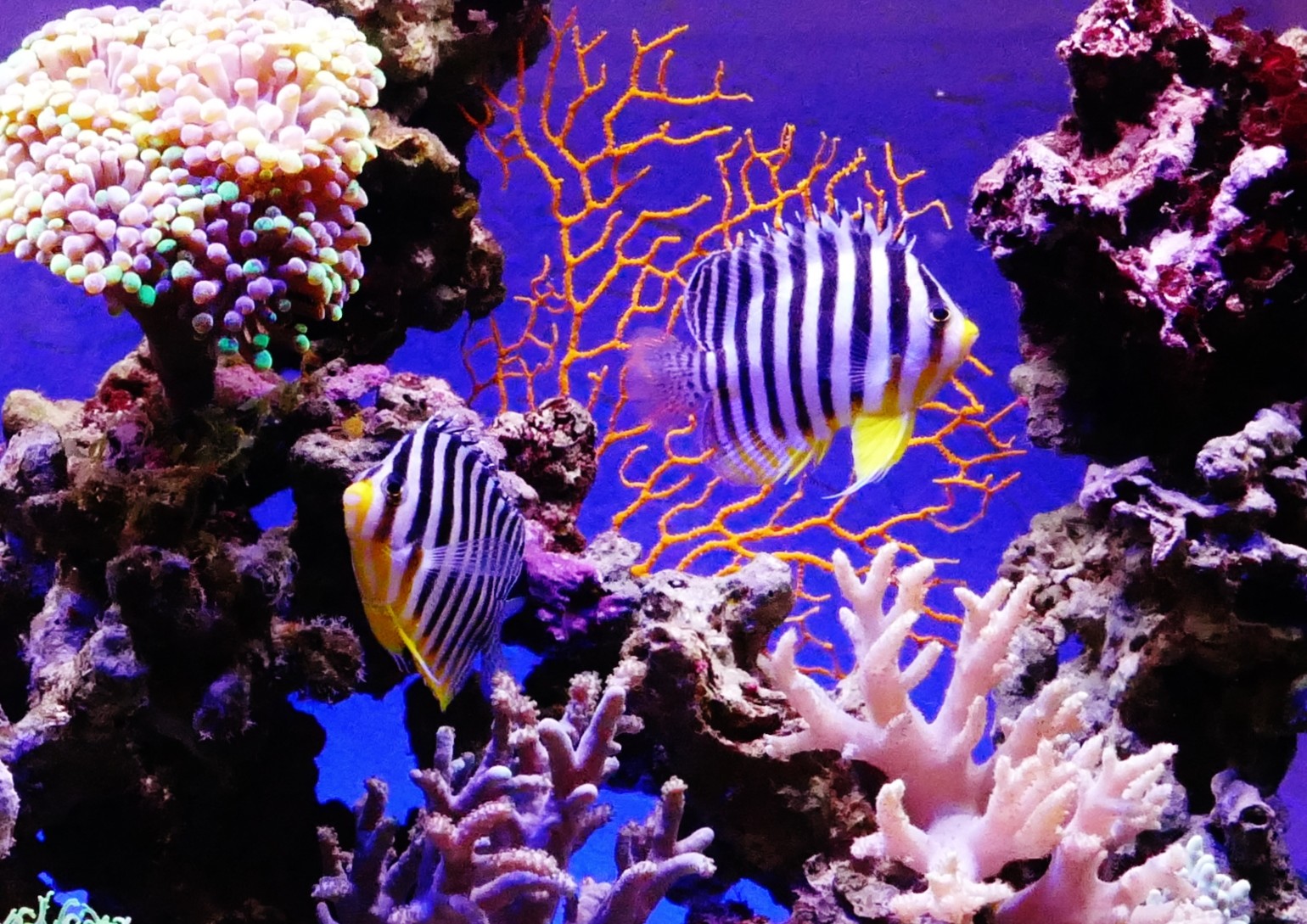 水槽設置サービス