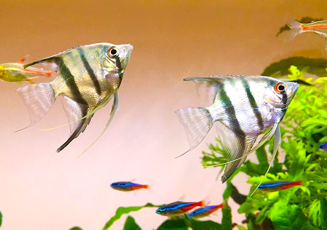 水槽レンタルサービス