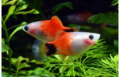 ミッキー・プラティ