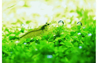 ヤマトヌマエビ