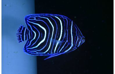 サザナミヤッコ