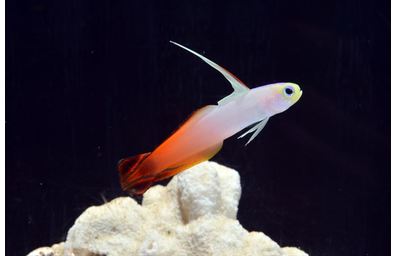 ハタタテハゼ