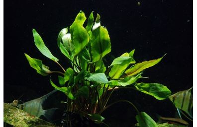 クリプトコリネウェンディーローブ