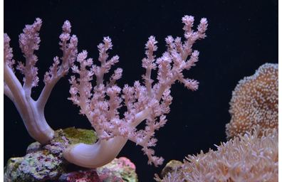 チヂミトサカ