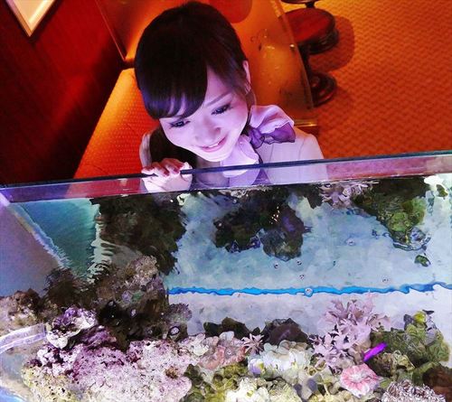 クマノミとイソギンチャク