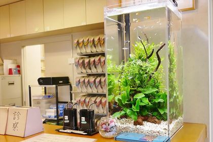 神奈川区の病院に熱帯魚水槽