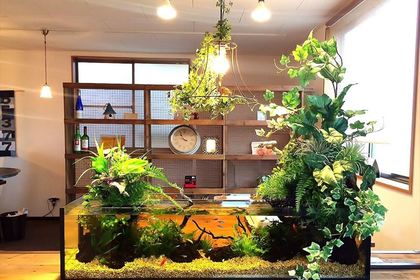 神奈川で観葉植物ならテラリウム水槽