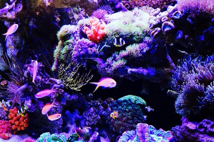 神奈川で人気のサンゴ水槽