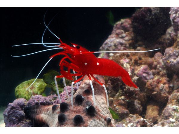 神奈川で人気のエビ