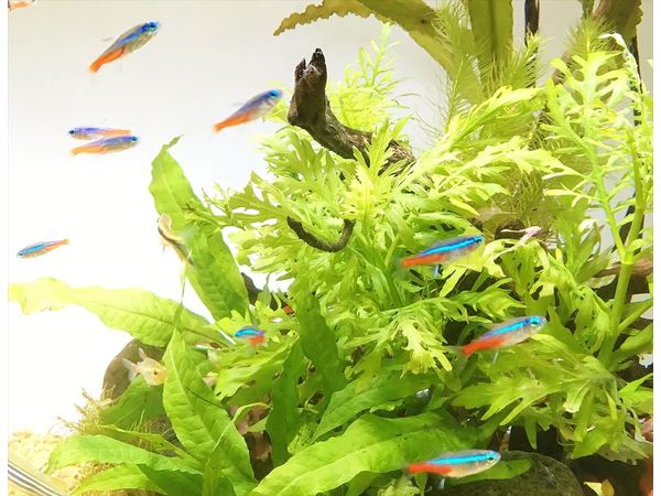 ネオンテトラ　熱帯魚