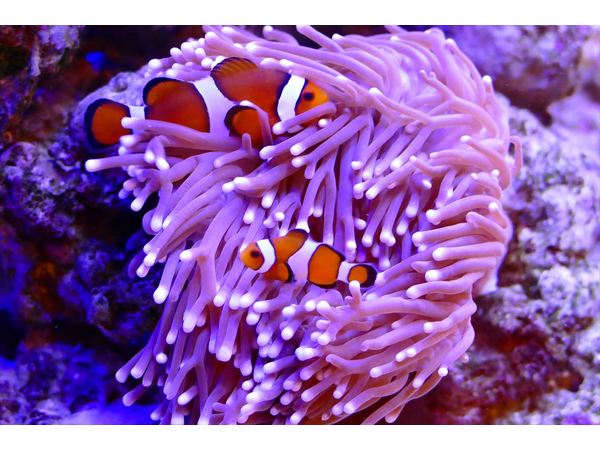 大人気のイソギンチャク