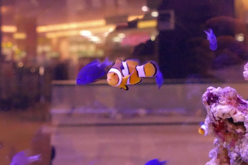 アクアファミリー歯科　水槽