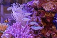 アクアファミリー歯科　水槽
