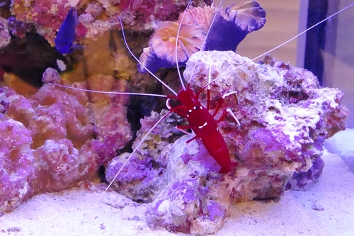 アクアファミリー歯科　水槽