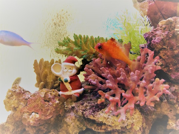 隠れた人気者のウイゴンベ