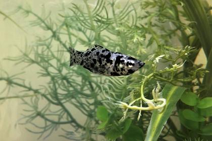 神奈川で人気の熱帯魚