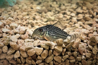 人気の熱帯魚
