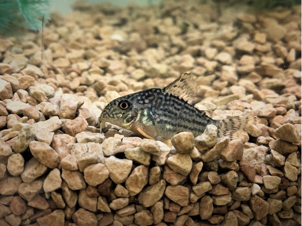 人気の熱帯魚 横浜で水槽メンテナンスを行うseal Act Llcのブログを紹介