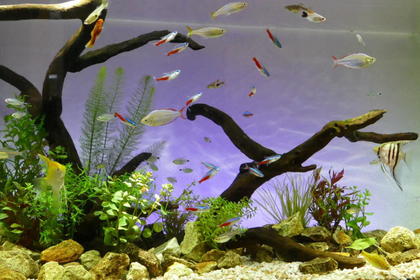 水草と流木と熱帯魚