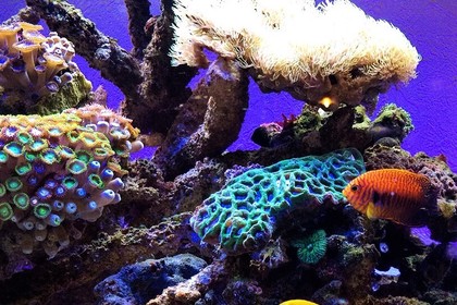海水魚水槽とサンゴ水槽