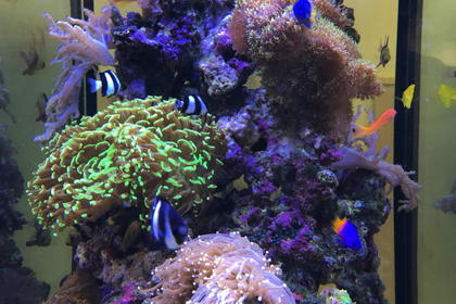 海水魚とサンゴのアクアリウム