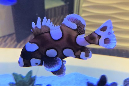 チョウチョウコショウダイ