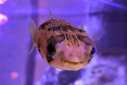 大人気のハリセンボン