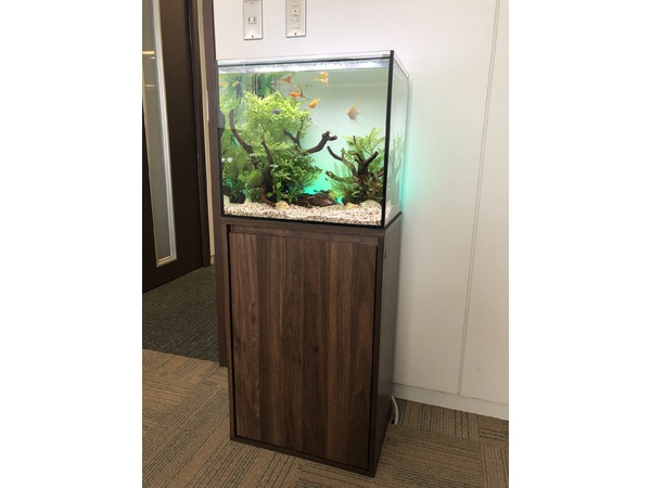 オフィスに水槽を設置