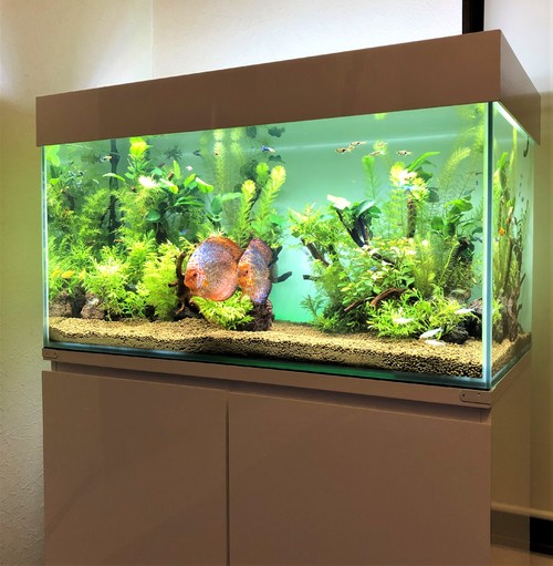 オフィスに癒し水槽 横浜の水槽メンテナンス会社seal Act Llcの設置事例を紹介