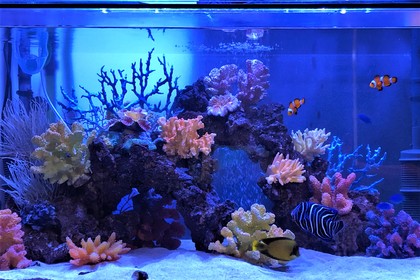 海水魚仕様へリニューアル