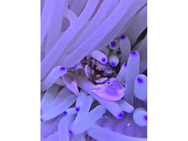 アカボシカニダマシ