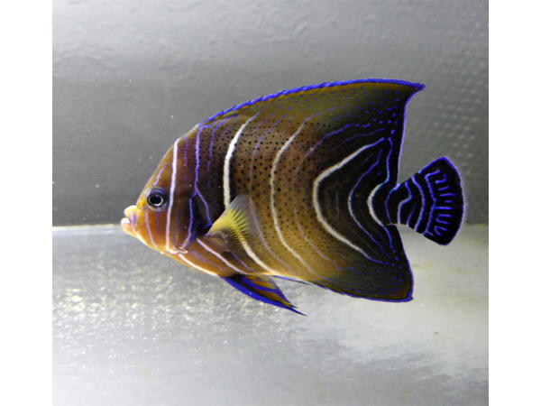 サザナミヤッコ