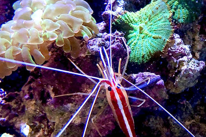 人気のサンゴ水槽とエビ