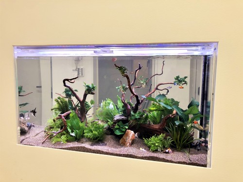 鎌倉のクリニックに水槽