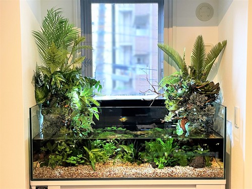 横浜市中区のオフィスにアクアテラリウムを設置しました