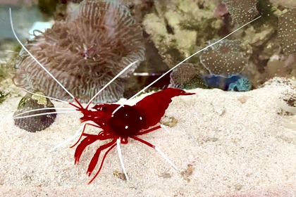 水槽で飼えるエビ