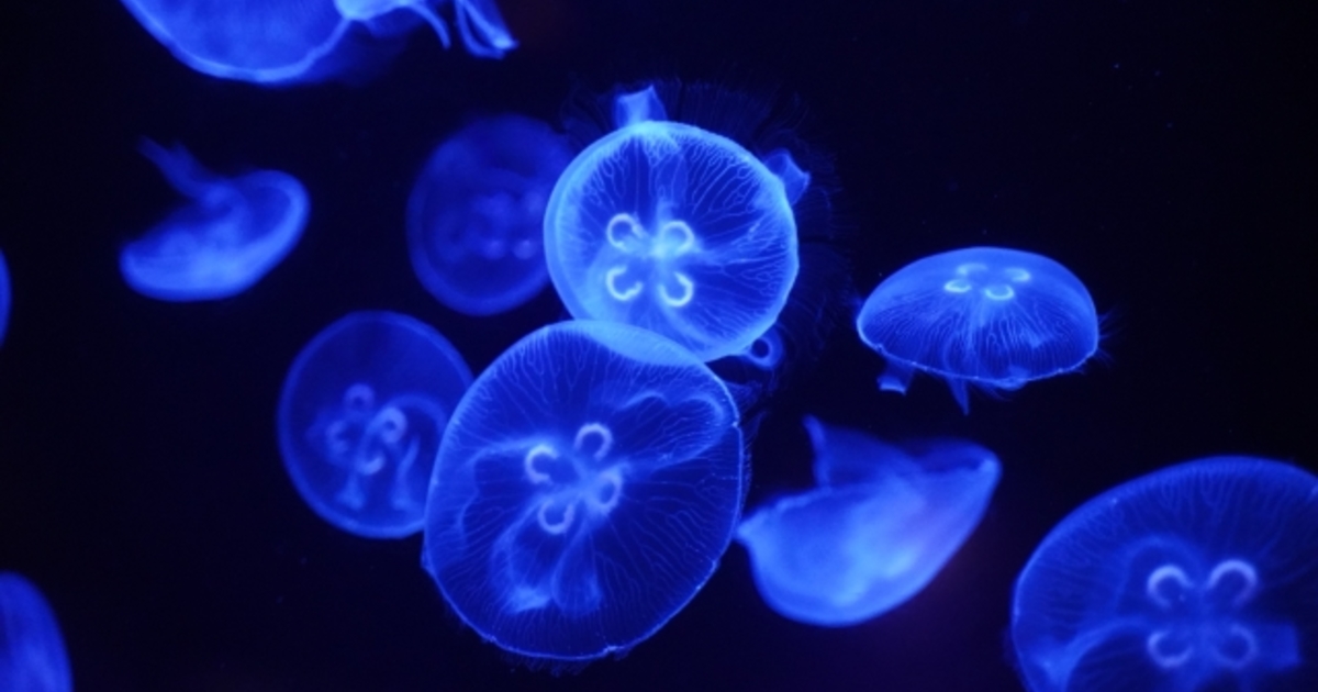 クラゲ鑑賞によるストレス緩和調査 横浜で水槽メンテナンスを行うseal Act Llcのブログを紹介