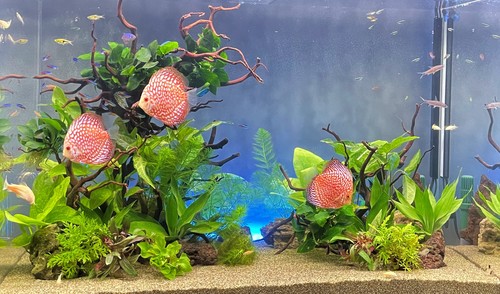 川崎市オフィスに水槽