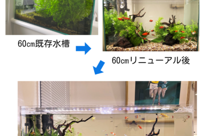 水槽リニューアル