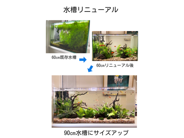 水槽リニューアル
