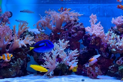 サンゴ水槽