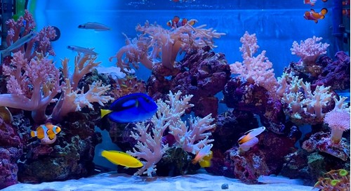 淡水から海水（サンゴ）にリニューアル | 横浜の水槽メンテナンス会社