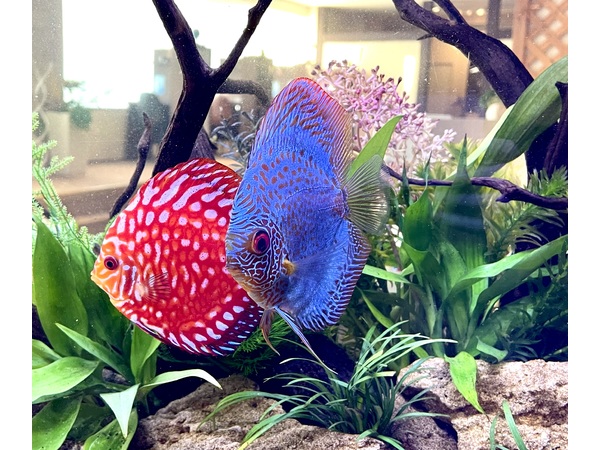 ディスカス