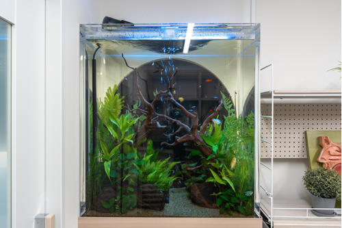 エンゼルフィッシュ、グラミー、ラミレジィなどが泳ぐ円形の熱帯魚水槽。診察室側からも楽しめるデザインで癒しを提供。