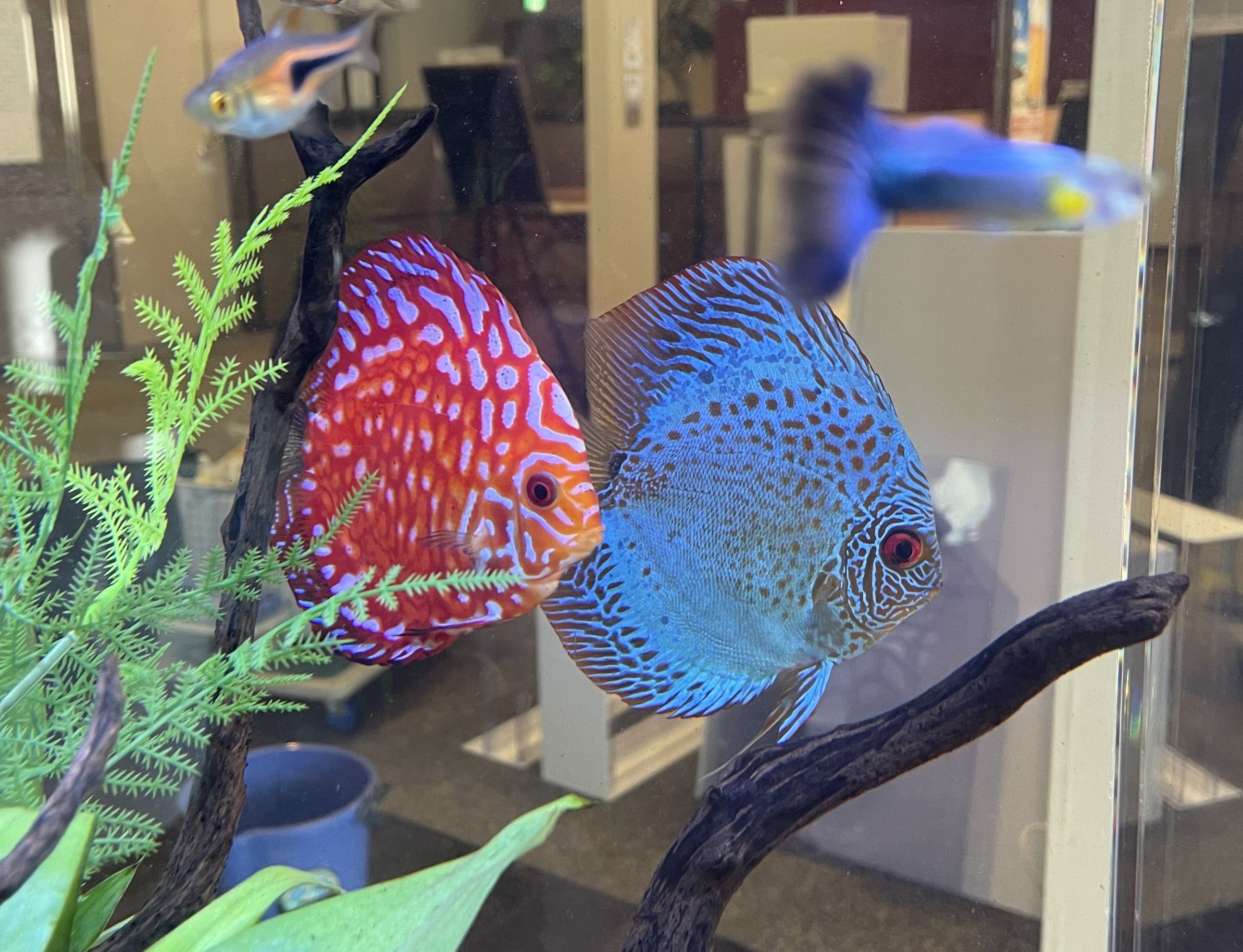 水槽リニューアル