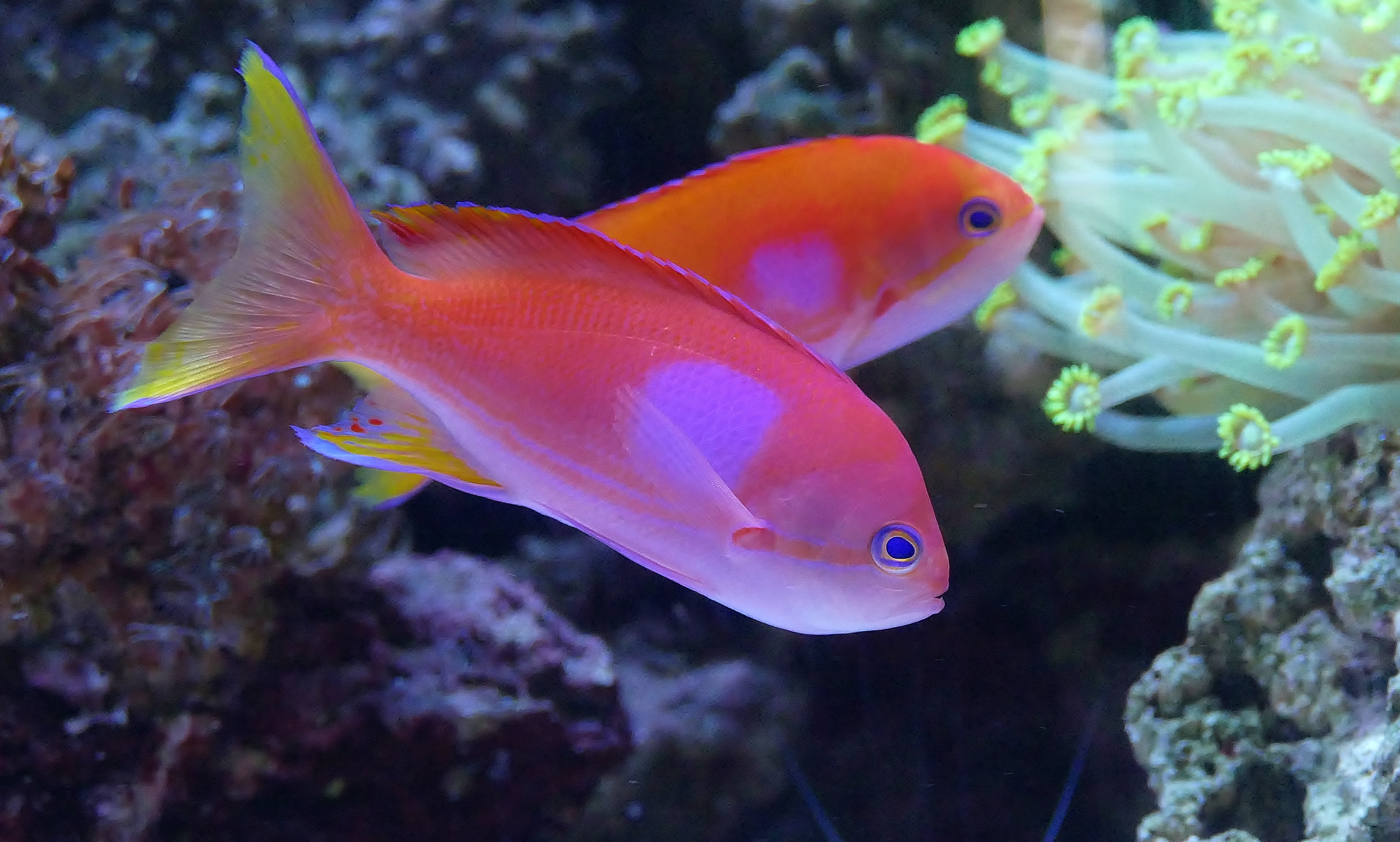 アクアリウム空間プロデュース