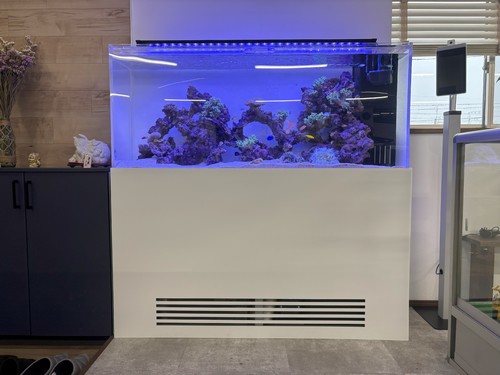 エントランスを彩る色鮮やかな海水魚と美しいサンゴ