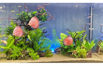 ディスカスが泳ぐ水草レイアウト水槽の写真
