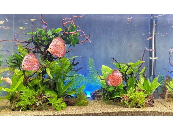 ディスカスが泳ぐ水草レイアウト水槽の写真