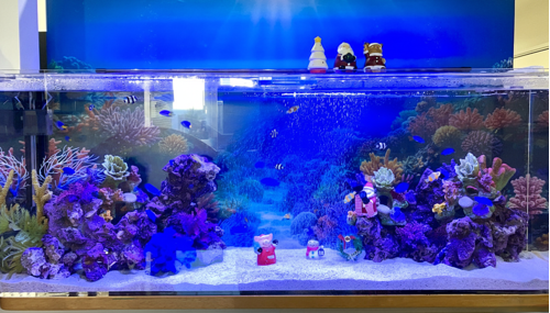 クリスマス仕様にレイアウトされた海水アクアリウム
